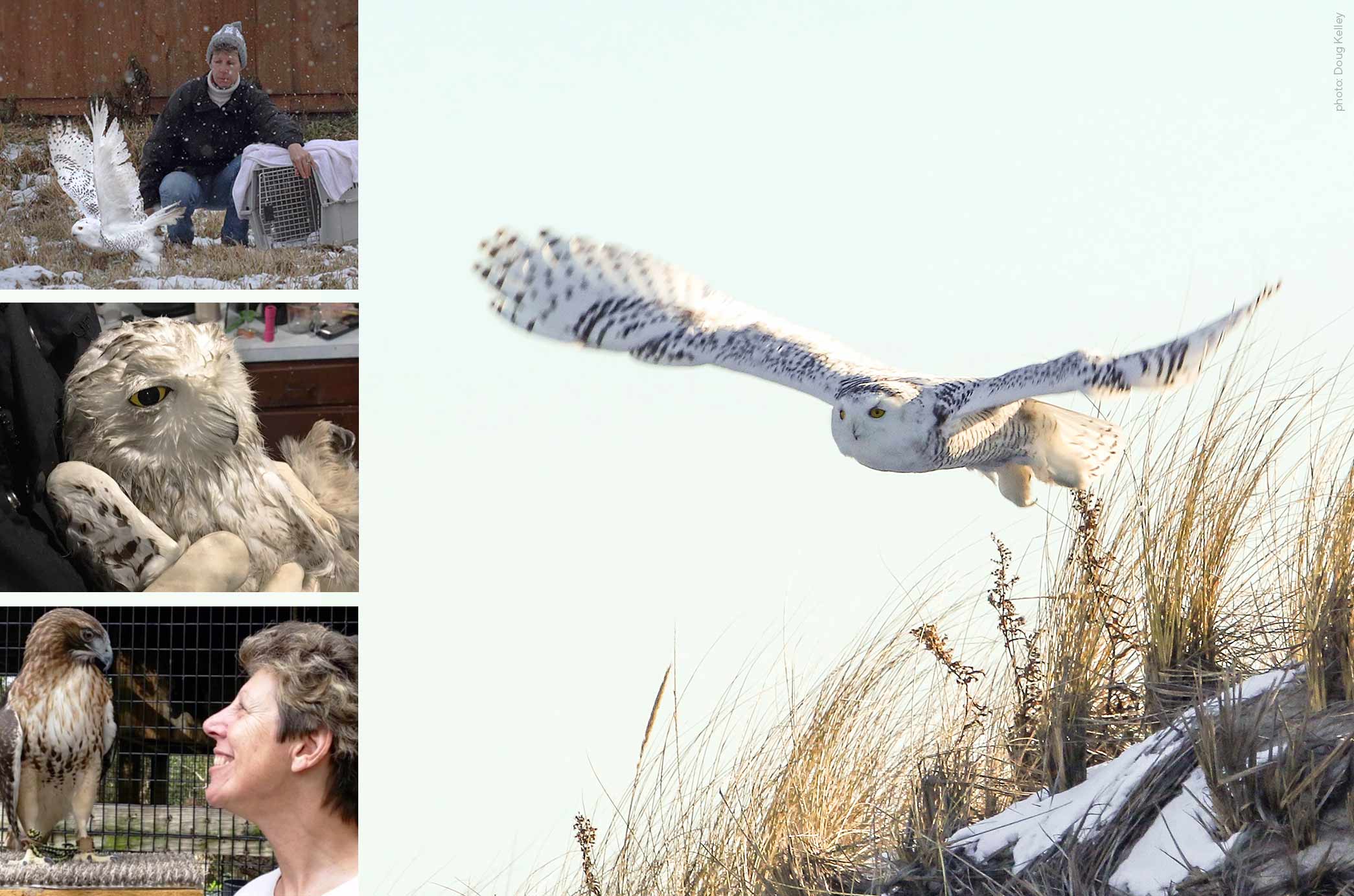 Photo collage of an Owl in a wildlife rehabilitation center and flying away after being released